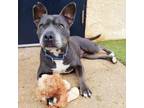 Adopt Scout a Gray/Silver/Salt & Pepper - with Black Pit Bull Terrier / Mixed