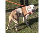 Adopt Buddy a White - with Tan, Yellow or Fawn American Pit Bull Terrier / Mixed