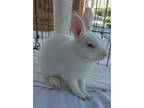 Adopt CECILY a Albino or Red-Eyed White Dwarf / Mixed (medium coat) rabbit in