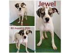 Adopt Jewell a White - with Tan, Yellow or Fawn Mixed Breed (Medium) / Mixed dog