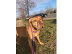 Adopt Zeus a Red/Golden/Orange/Chestnut - with White Pit Bull Terrier / Mixed