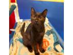 Adopt Benson a All Black Domestic Shorthair / Mixed cat in Ridgeland