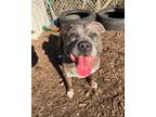 Adopt Rosie a Brown/Chocolate - with White American Staffordshire Terrier /