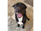 Adopt Charlie a Black - with White Labrador Retriever / Mixed dog in Marysville