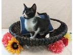 Adopt Perry a All Black Domestic Shorthair / Domestic Shorthair / Mixed cat in