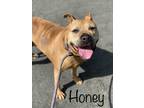 Adopt Honey a Brown/Chocolate Terrier (Unknown Type, Medium) / Mixed Breed