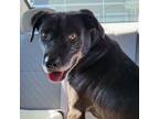 Adopt Marley a Black Pit Bull Terrier / Mixed dog in Chatham, VA (37765330)