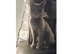 Adopt Monkey a Russian Blue, Domestic Short Hair