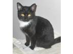 Adopt Tally a Black & White or Tuxedo Domestic Shorthair (short coat) cat in
