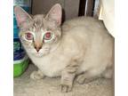 Adopt Taji a Tan or Fawn (Mostly) Siamese (short coat) cat in Chattanooga