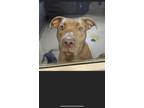 Adopt Lucifer a Tan/Yellow/Fawn American Pit Bull Terrier / Mixed dog in Price