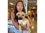 Adopt Sandy a Tan/Yellow/Fawn Husky / American Staffordshire Terrier / Mixed dog