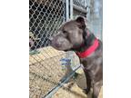 Adopt Bruno a Black American Pit Bull Terrier / Mixed Breed (Medium) / Mixed