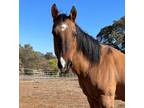 Adopt Charley a Buckskin Quarterhorse horse in Pilot Hill, CA (37976338)