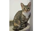 Adopt Sandy a Tiger Striped Domestic Shorthair (short coat) cat in Oilville