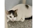 Adopt Fizzy a White Turkish Van / Mixed cat in Folsom, LA (37767295)