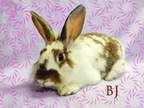 Adopt BJ a White Lionhead / Mixed (short coat) rabbit in Harrisburg