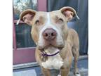 Adopt Marsha a Tan/Yellow/Fawn Pit Bull Terrier / Mixed dog in Los Angeles