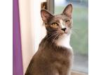 Adopt Doc a Gray or Blue Domestic Shorthair (short coat) cat in Kalamazoo
