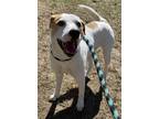 Adopt Dakota a White - with Red, Golden, Orange or Chestnut Mixed Breed (Large)