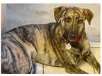 Adopt Noel - Davis litter of 3 a Brindle Hound (Unknown Type) dog in Norristown