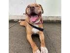 Adopt Kiddles a Mixed Breed (Large) / Mixed dog in Washington Township