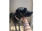 Adopt Mouchie a Black Labrador Retriever / Mixed dog in Price, UT (37909133)