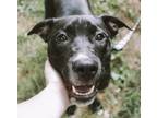 Adopt Ash a Black - with White Pit Bull Terrier / Mixed dog in Memphis