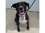 Adopt Oreo a Black American Staffordshire Terrier / Mixed dog in San Antonio