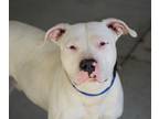 Adopt Casper a White Pit Bull Terrier dog in Lafayette, IN (37764163)