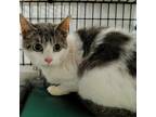 Adopt Precious a Gray or Blue Domestic Shorthair / Mixed cat in Kingman