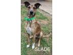 Adopt Slade a Brindle Catahoula Leopard Dog / Greyhound / Mixed dog in