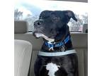 Adopt Bear a Black - with White Labrador Retriever / Pit Bull Terrier / Mixed