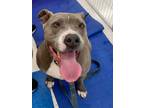 Adopt Blaze a Gray/Silver/Salt & Pepper - with White Staffordshire Bull Terrier