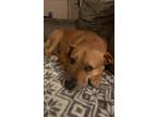 Adopt Bella ! a Red/Golden/Orange/Chestnut Pit Bull Terrier / Mixed dog in