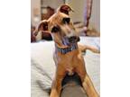 Adopt Riggins a Tan/Yellow/Fawn Black Mouth Cur / Mixed dog in Gilbert