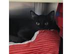 Adopt Ladybird a All Black Domestic Shorthair / Mixed cat in Englewood