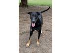 Adopt Twinkle a Black - with Tan, Yellow or Fawn Doberman Pinscher / Labrador