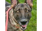 Adopt Sasha a German Shepherd Dog