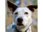 Adopt Max a White - with Tan, Yellow or Fawn Blue Heeler / Mixed dog in