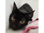 Adopt Lisa a All Black Domestic Shorthair / Domestic Shorthair / Mixed cat in