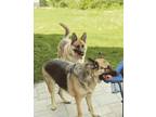 Adopt Coco and Junior a Brown/Chocolate - with Black German Shepherd Dog / Mixed