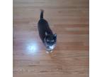 Adopt Mitzy a Gray or Blue Domestic Shorthair / Mixed (short coat) cat in