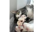 Adopt Ollie Bean a Brown Tabby Domestic Shorthair / Mixed (short coat) cat in
