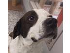 Adopt Duke a White English Pointer / German Shorthaired Pointer dog in Carthage