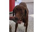 Adopt Willow a Brown/Chocolate Pointer dog in Carthage, MO (37762652)