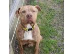 Adopt Bruno a Tan/Yellow/Fawn American Pit Bull Terrier / Mastiff / Mixed dog in