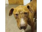 Adopt BONEY a American Staffordshire Terrier / Mixed dog in Mangum