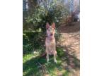 Adopt Koda a Tan/Yellow/Fawn Husky / Mixed Breed (Large) / Mixed dog in