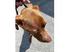 Adopt Belinda a Brown/Chocolate Mixed Breed (Medium) dog in Whiteville